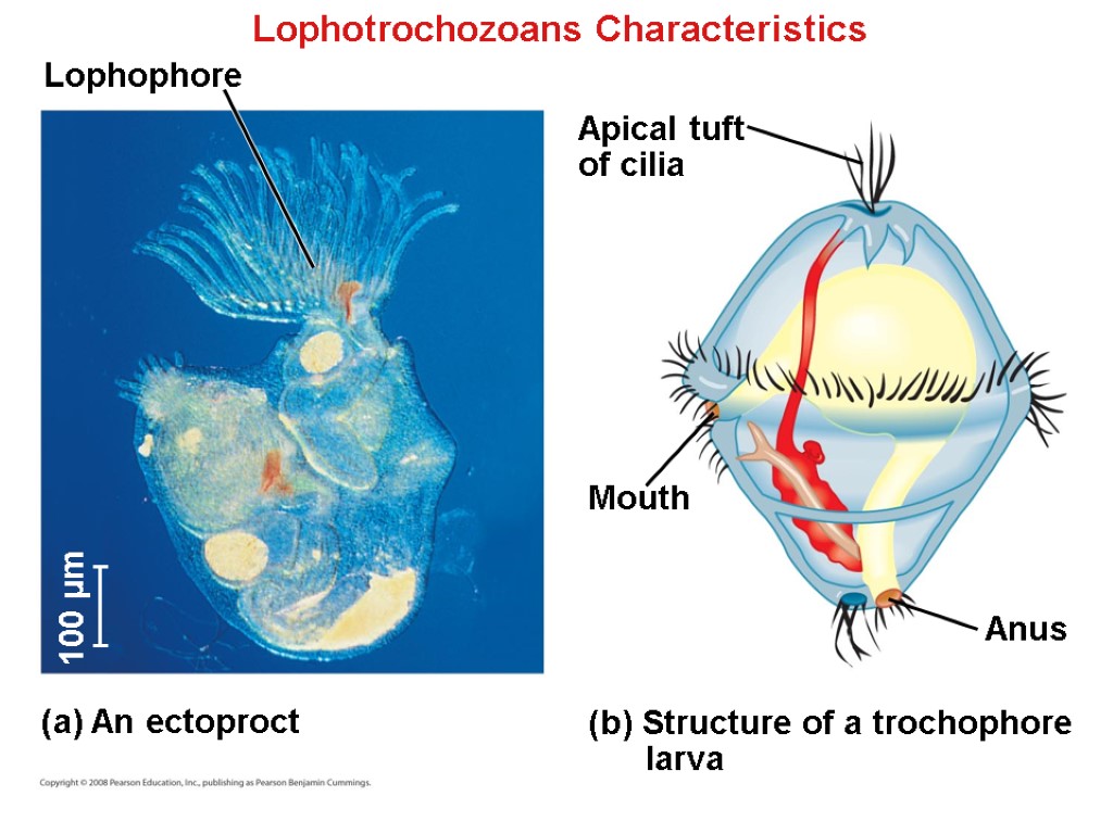 Lophotrochozoans Characteristics Lophophore Apical tuft of cilia Mouth (a) An ectoproct (b) Structure of